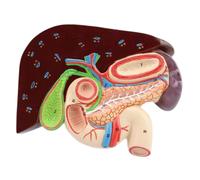 Modello di anatomia dello stomaco umano, modello di studio per studenti, per