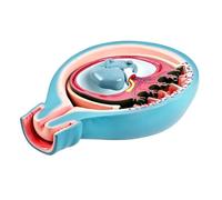 Modello di anatomia dello sviluppo embrionale con placenta codificata a colori e cordone ombelicale per lezioni di biologia Formazione clinica Modello di sviluppo fetale