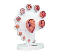Modello di anatomia dello sviluppo fetale, processo dettagliato di crescita degli organi 4D per una migliore educazione medica e insegnamento