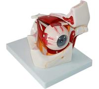 Modello di anatomia dell'occhio medico umano, modello di ingrandimento orbitale, sussidi didattici medici for l'anatomia del bulbo oculare, che mostra la lente dell'iride della cornea