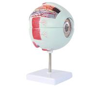 Modello di Anatomia dell'occhio, Modello di bulbo oculare ingrandito 6X, Modello anatomico dell'occhio Umano per Gli Studenti di educazione scientifica studiano l'insegnamento della visualiz