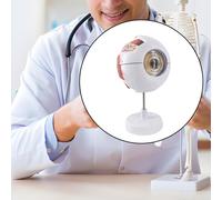 Modello di anatomia dell'occhio, modello didattico, strumento scientifico