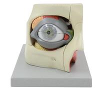 Modello di Anatomia dell'occhio Umano - Modelli di orbita del bulbo oculare -13 Parti Modello di Anatomia Umana dell'occhio con orbita per l'apprendimento del Dipartimento di oftalmologia -