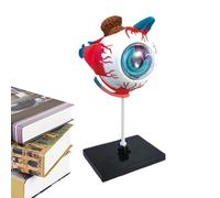 Modello di Anatomia dell'Occhio Umano | Strumenti di Studio di Anatomia Occhio Smontabile | Giocattoli Scienziati Educativi per Ufficio Esposizione Aula Studio Medico e Università | per