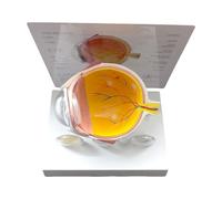 Modello di anatomia dell'occhio umano Strumento di insegnamento patologico anatomico anatomico anatomico anatomia patologica occhio umano