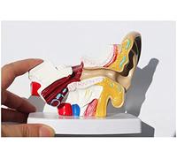 Modello Di Anatomia Dell'orecchio Di Scienza Medica - Modello Di Orecchio Umano - Modello Di Orecchio Di Organo Umano - Dettaglio Che Mostra L'orecchio Esterno, Medio E Interno - Per L'insegnamento De