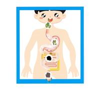 Modello di anatomia dell'organo digestivo umano per bambini studenti 6+ Modello interattivo di anatomia dell'organo digestivo Strumento didattico Studente Biologia Risorsa