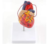 Modello di Anatomia dell'organo Umano Modello di Cuore - Modello di Cuore Umano anatomicamente Medico - Modello di Cuore Umano Staccabile - per aiuti didattici Medici