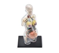 Modello di Anatomia dell'organo Umano - Modello di insegnamento della Medicina Anatomica dell'organo della Gravidanza 1:6 del Corpo Umano - Modello di Anatomia di 41 organi Staccabili e Part