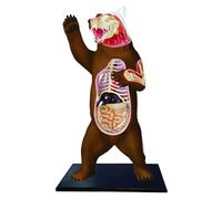 Modello di anatomia dell'orso 4D 36 parti staccabili con supporto Organo anatomico Scheletro Assemblaggio per strumenti di studio Modello educativo di anatomia animale