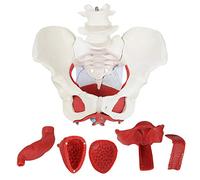 Modello di Anatomia di 6 Parti del Pelvis Femminile, Muscoli del Suolo Pelvico E Organi Gli Organi Estraibili Includono L'utero, Il Colon E La Vescica 11X8.5X9.5 Pollici