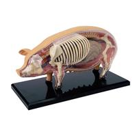 Modello Di Anatomia Di Maiale 4D, Modello Di Scheletro E Organo Di Maiale Staccabile In 19 Parti, Modello Di Anatomia Animale For Biologia, Insegnamento E Ricerca Medica Sugli Animali