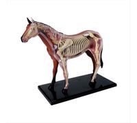 Modello di anatomia di organi animali 4D Cavallo Intelligenza Giocattolo da assemblare Insegnamento Fai da te Elettrodomestici per la scienza popolare