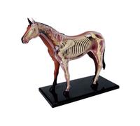 Modello di Anatomia di Organi Animali 4D Intelligenza del Assemblag9392