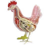 Modello di anatomia di organi di pollo giocattolo modello di scheletro, modello anatomico, modello di assemblaggio, modello ionico, modello anatomico di pollo, staccabile, 32 parti