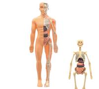 Modello Di Anatomia Di Scheletro 3D | Figura Anatomica Educativa | Giocattolo Pedagogico Assemblaggio 6 Anni e Più per Scuola Insegnanti Studenti Scienza Casa