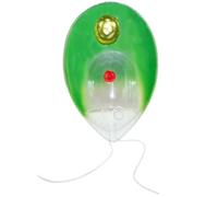 Modello di anatomia di una pianta verde unicellulare di Chlamydomonas con sezione longitudinale e struttura ingrandita delle alghe for l'insegnamento della biologia
