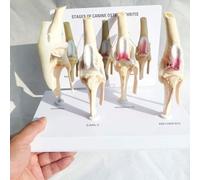 Modello di anatomia didattica for animali, set di 4 modelli anatomici for osteoartrite del ginocchio del cane, modello anatomico for osteoporosi articolare del cane, for studi medici e aule