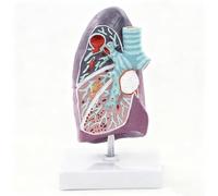 Modello di anatomia e patologia polmonare a grandezza naturale con base | Modello realistico del sistema respiratorio per una migliore educazione e comunicazione dei pazienti in ambienti medici