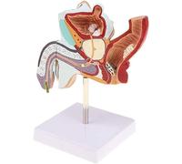 Modello di anatomia genitale maschile - Strumento didattico sulle malattie urologiche for la formazione medica