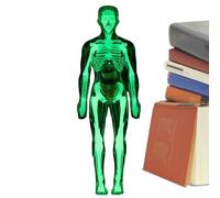 Modello Di Anatomia,Giocattolo Con Che Brillano Al Buio,Modello Di Anatomia Per Bambini - Per Ragazzi E Ragazze Età 8+ Studio Laboratorio Halloween Biologia Fisiologia Studente