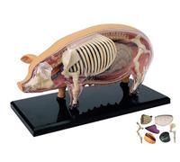 Modello di Anatomia in 4D, Modello di Organi E Scheletro di Maiale, 19 Corpo Rimovibile per L'educazione Medica E Biologica degli Animali