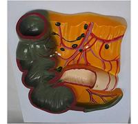 Modello di anatomia intestinale - Appendice umana e modello educativo del cieco per lo studio della patologia, rappresentazione anatomica degli organi per l'apprendimento e l'insegnamento