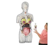 Modello di anatomia : kit scheletro dettagliato, figura di apprendimento interattiva, set di assemblaggio anatomico, modello di scienza educativa | per la casa, Aula, Studenti, biologia,