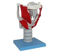 Modello di anatomia laringea per struttura e funzione didattica | Modello di anatomia laringea per uso educativo - Struttura dettagliata e funzione per l'insegnamento in aula e la formazione
