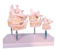 Modello di Anatomia Mandibolare Umana - Modello di Denti in Plastica per Lo Studio dei Denti - Modello per Pratica Dimostrativa
