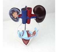 Modello di Anatomia, Modello di Genitourinario Scienza Medica Simulatore Maschio di Allenamento Anatomico Modello Anatomico di Organo Umano