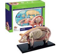 Modello Di Anatomia, Modello Suino Dimostrazione Insegnamento, Giocattolo Scientifico Biologia Smontabile Strumenti Didattici per Studenti Laboratorio Scuola Veterinaria, Materiale Didattico per