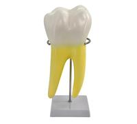 Modello di anatomia molare umana modello di insegnamento molare con base stabile per insegnamento dentale e educazione medica denti anatomici