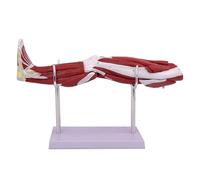 Modello di anatomia muscolare della gamba umana Modello anatomico degli arti inferiori con base e stand 10 parti marchio digitale rimovibile per assistenza all'insegnamento in classe