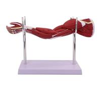 Modello di anatomia muscolare dell'arto superiore Spalla e modello di giunzione a gomito con digitale 5 parti rimovibili Con base e supporto che mostrano le forme dei nervi e dei tendini