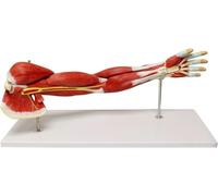 Modello di anatomia muscolare dell'arto superiore umano staccabile | Replica del braccio a grandezza naturale con nervi e vasi sanguigni, con base espositiva for studenti di medicina e lezioni