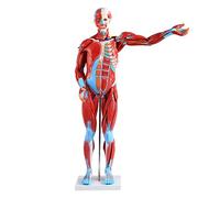 Modello di Anatomia Muscolare Umana 80 Cm Modello di Organo Anatomico Interno del Torso 27 Pezzi con Cervello E Cuore Rimovibili per Strumento Educativo Medico