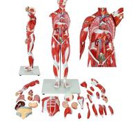 Modello Di Anatomia Muscolare Umana Modello Di Organo Muscolare Umano Figura Muscolare In 27 Parti Con Organi Rimovibili E Anatomia Muscolare For La Pratica Didattica