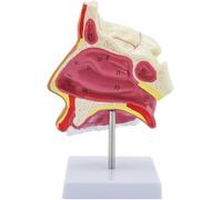 Modello di anatomia nasale con ingrandimento 1,5X Modello anatomico della cavità nasale umana con sezione della cavità nasale che mostra il naso esterno, le ossa nasali e il naso