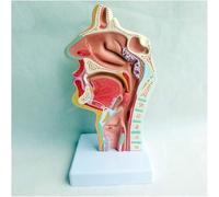 Modello Di Anatomia Nasale, Orale E Della Gola for L'istruzione La Ricerca | Modello anatomico realistico for insegnare efficacemente l'anatomia e la fisiologia.