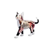 Modello Di Anatomia 'organo Animale 4D Gatto Intelligenza Assemblaggio Giocattolo Insegnamento Modello Di Anatomia Fai Da Te Dispositivi Scienziati Popolari