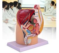 Modello di anatomia pelvica femminile/maschile, modello del sistema urinario, strumento didattico anatomico per dimostrazioni e lezioni in aula, con muscoli del pavimento pelvico in 4 parti(Male)