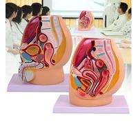 Modello di anatomia pelvica femminile/maschile, modello del sistema urinario, strumento didattico anatomico per dimostrazioni e lezioni in aula, con muscoli del pavimento pelvico in 4 parti(2pcs)