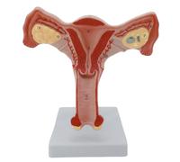Modello di anatomia pelvica femminile Strumento didattico in aula Anatomico Femminile Genitale e Ovaio Modello per Dimostrazioni Lezioni Modello Anatomia Staccabile