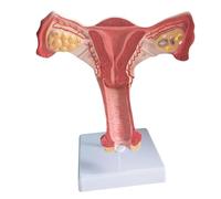 Modello di anatomia pelvica femminile Strumento didattico in aula Anatomico Femminile Genitale e Ovaio Modello per Dimostrazioni Lezioni Assistenza didattica Anatomica