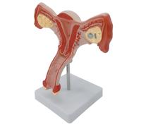 Modello di anatomia pelvica femminile Strumento didattico in aula Anatomico Femminile Genitale e Ovaio Modello per Dimostrazioni Lezioni Riproduttive