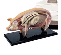 Modello Di Anatomia Per Studio - Modello Suino Dimostrazione Insegnamento | Giocattolo Scientifico Biologia Smontabile Strumenti Didattici per Studenti Laboratorio Scuola Veterinaria - Materiale Didat