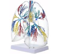 Modello di anatomia polmonare umana in PVC trasparente anatomico modello di organo respiratorio con struttura ad albero bronchiale strumento educativo insegnamento albero bronchiale polmonare