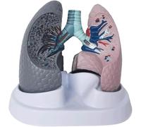 Modello di anatomia polmonare umana per l'insegnamento medico - Polmone | Modello di anatomia polmonare: confronta i polmoni sani rispetto ai fumatori per l'istruzione medica e gli studi del sistema
