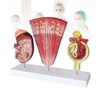 Modello Di Anatomia Renale Alta Qualità for L'istruzione E La Formazione | Modello realistico di rene for un'efficace istruzione e formazione in anatomia.